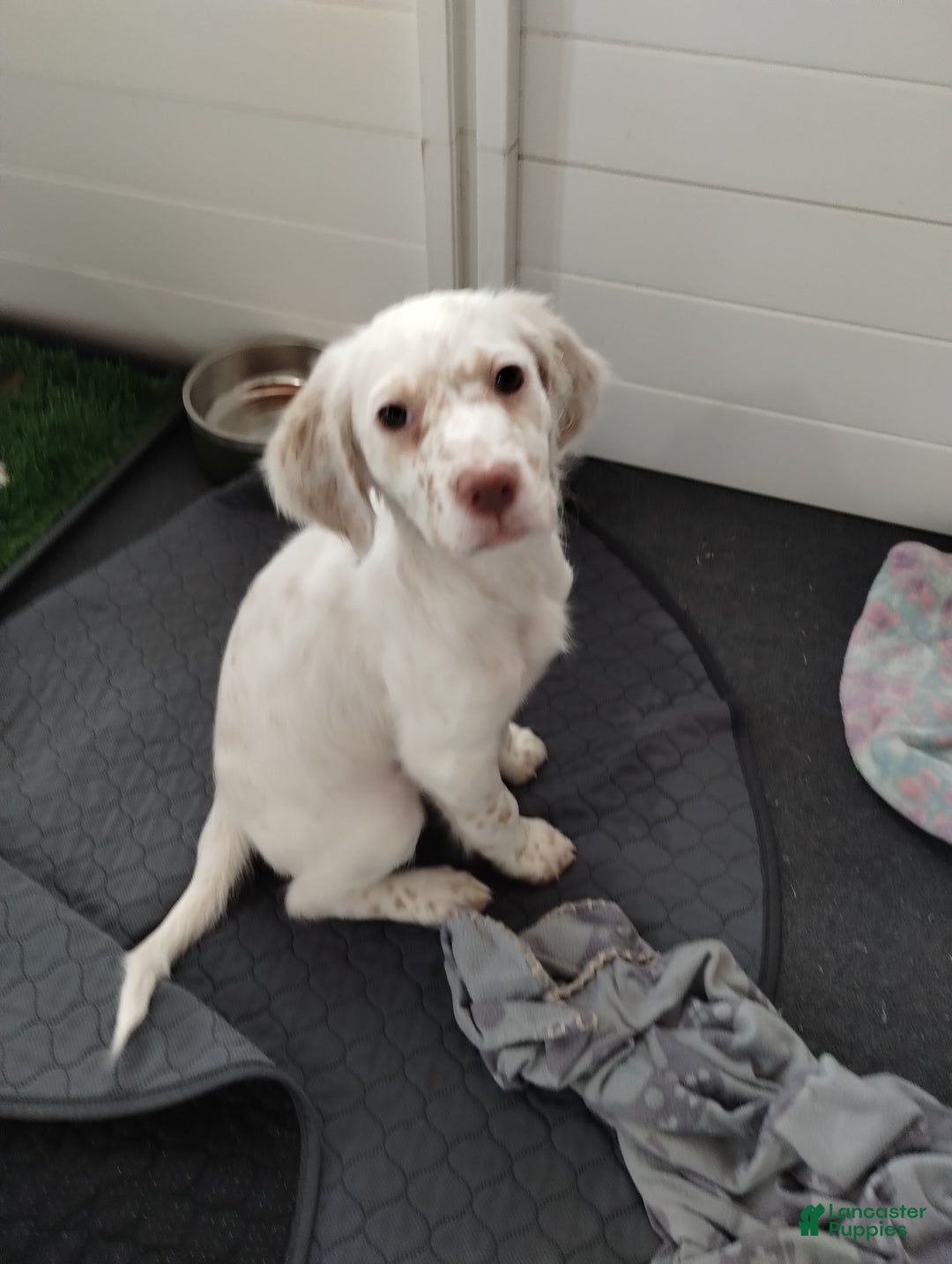 English Setter dogs for sale: Pumpkin  - Ad 1