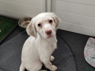 English Setter dogs Pumpkin - Ad 3