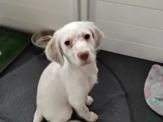 English Setter dogs Pumpkin - Ad 2