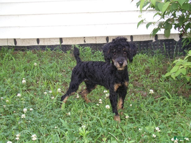 Miniature Poodle dogs Bella - Ad 2