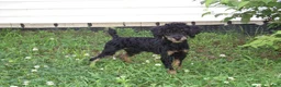 Miniature Poodle dogs for sale: Bella - Ad 2