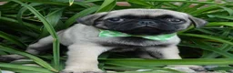 Pug dogs for sale: Pearl - Ad 16