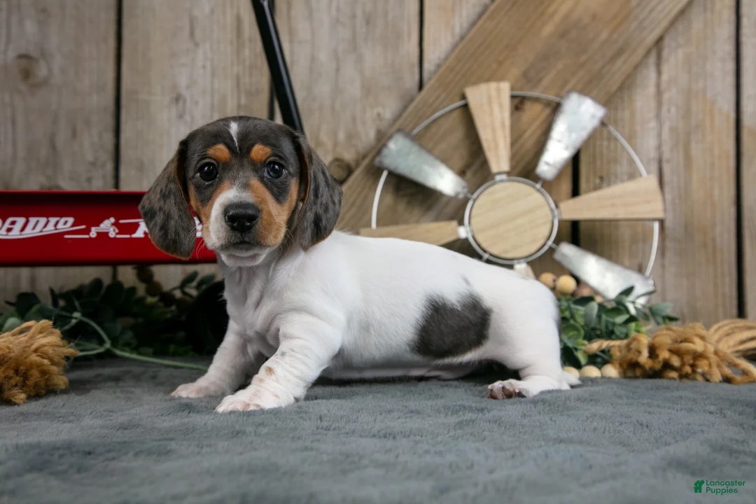 Miniature Dachshund dogs for sale: Gordy - Ad 1