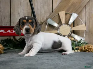 Miniature Dachshund dogs Gordy - Ad 1