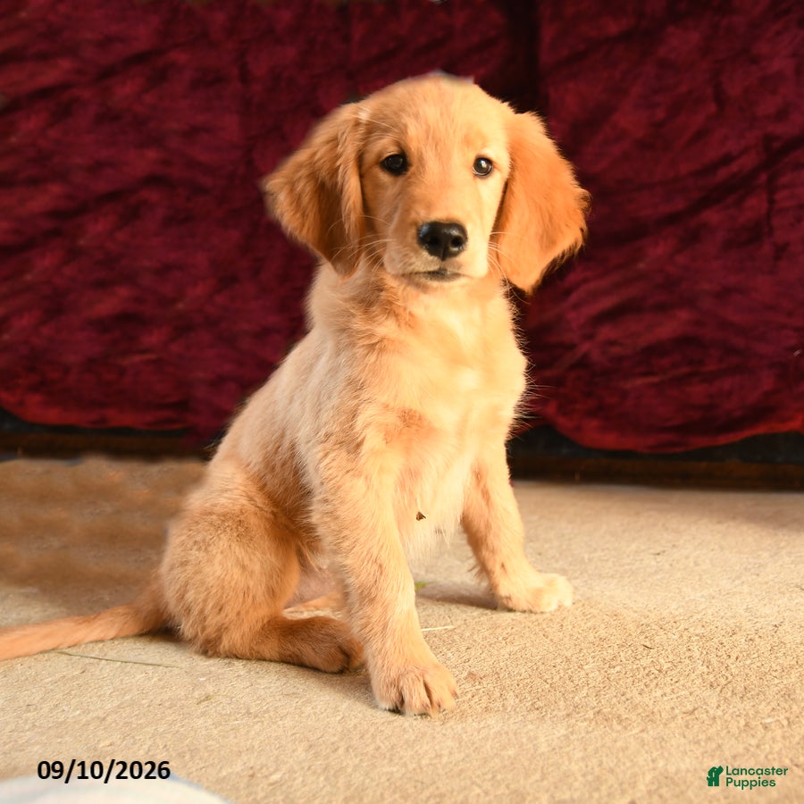 Golden Retriever dogs Feona - Ad 2
