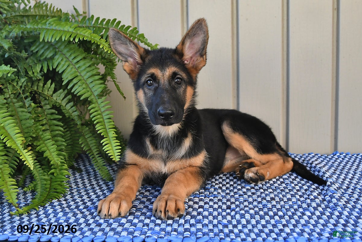 German Shepherd dogs Chloe - Ad 1