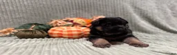 German Shepherd dogs for sale: Max - Ad 4