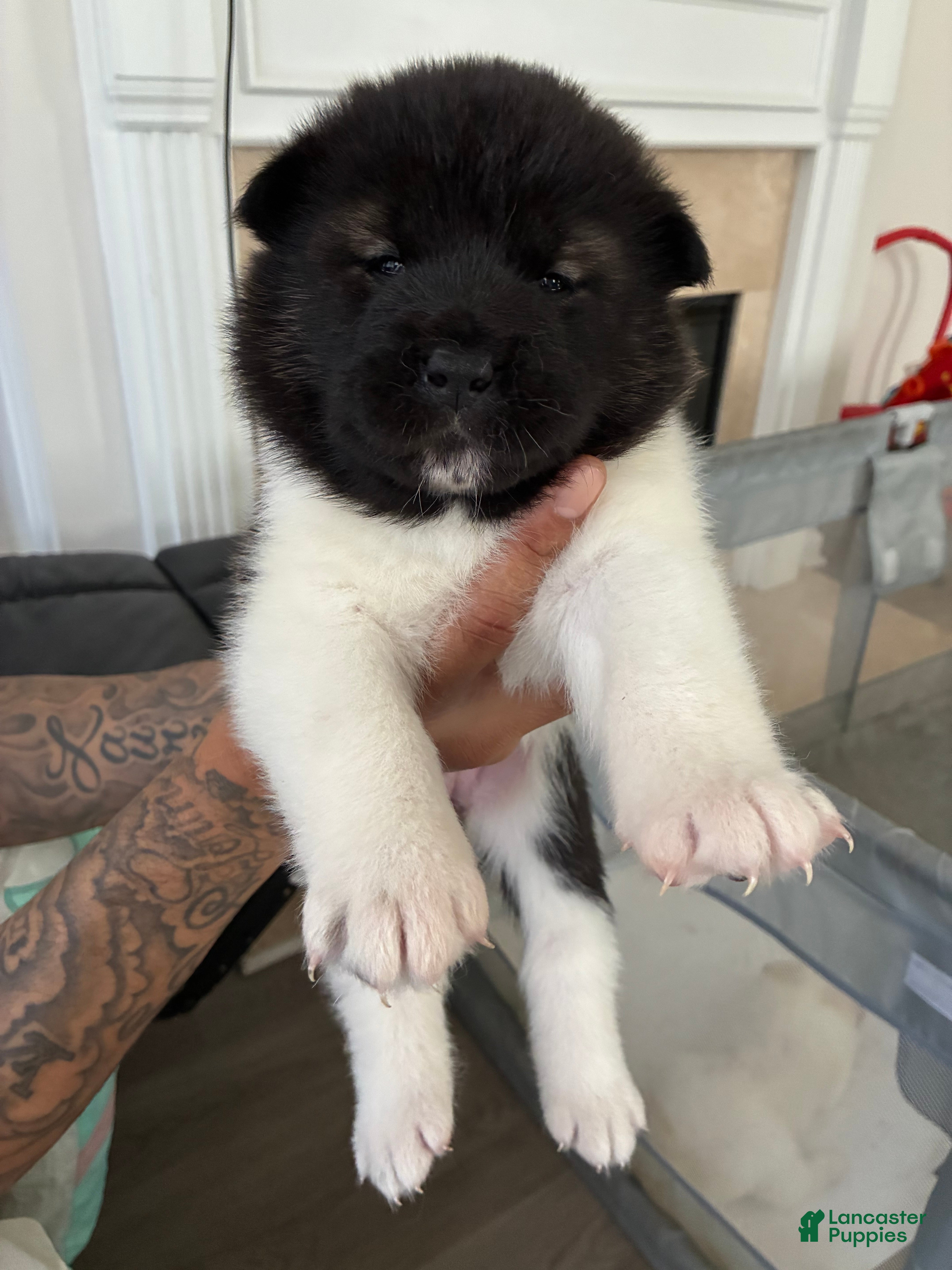 Akita dogs Cookie - Ad 2