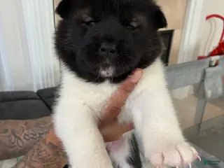 Akita dogs Cookie - Ad 2