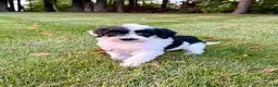 Portuguese Water Dog dogs for sale: Cooper - Ad 5