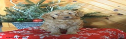 Mini Goldendoodle dogs for sale: Sookie - Ad 2