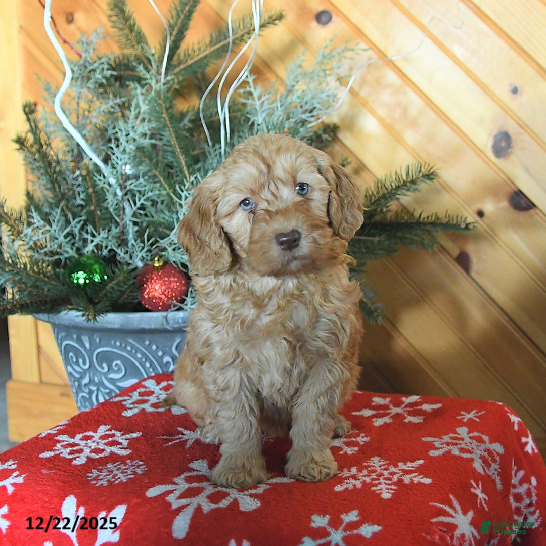 Mini Goldendoodle dogs for sale: Sookie - Ad 2