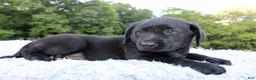 Labrador Retriever dogs for sale: Whinchester - Ad 6