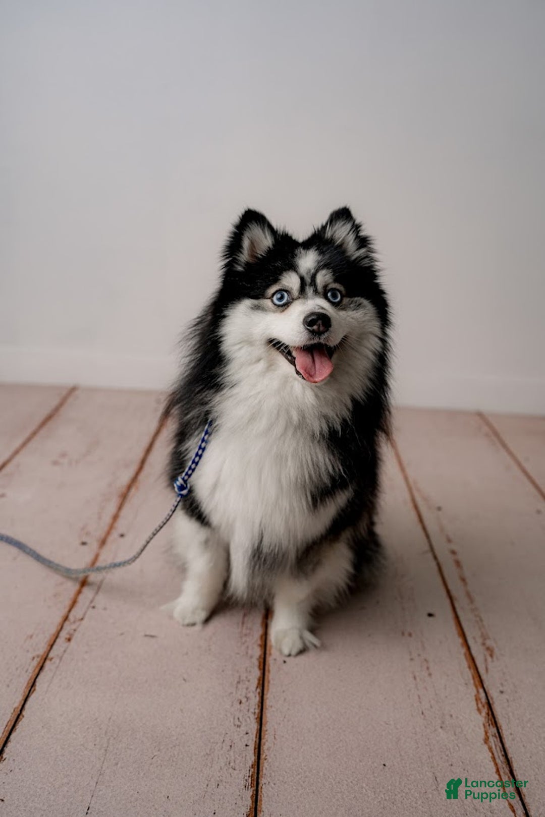 Pomsky dogs for sale: Zephyr - Ad 14