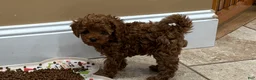 Toy Poodle dogs for sale: Toy Poodle Puppy 1 - Ad 1