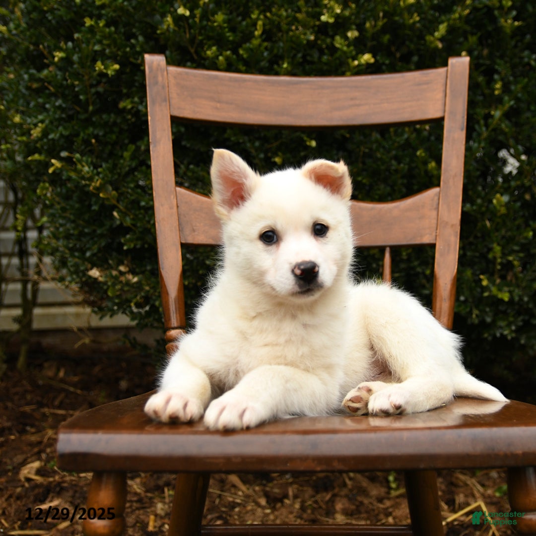 Mixed Breed dogs for sale: Outlaw - Ad 2