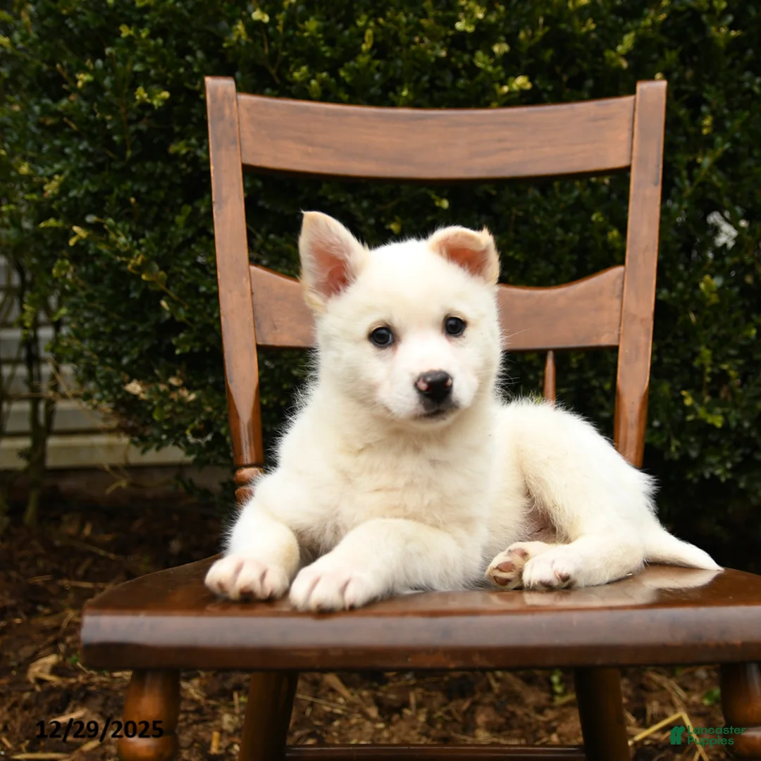 Mixed Breed dogs for sale: Outlaw - Ad 6