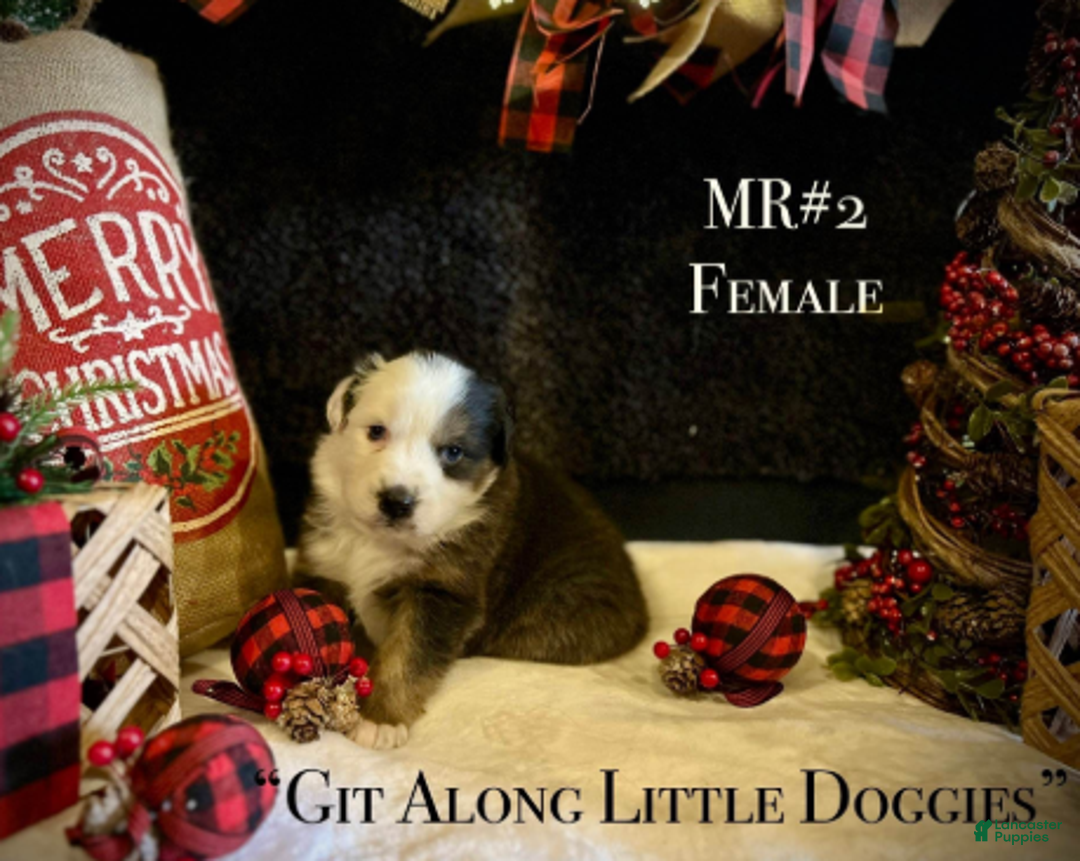 Australian Shepherd dogs for sale: MR#2 - Ad 2