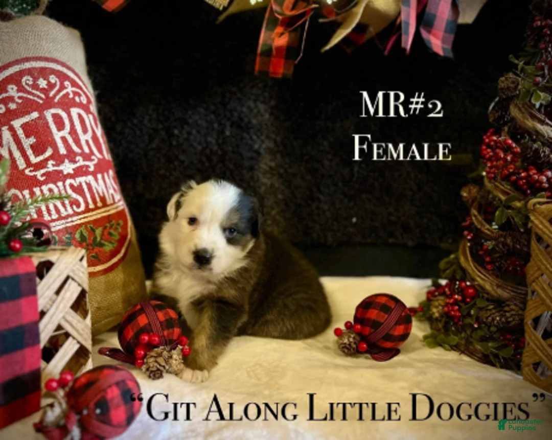 Australian Shepherd dogs for sale: MR#2 - Ad 2