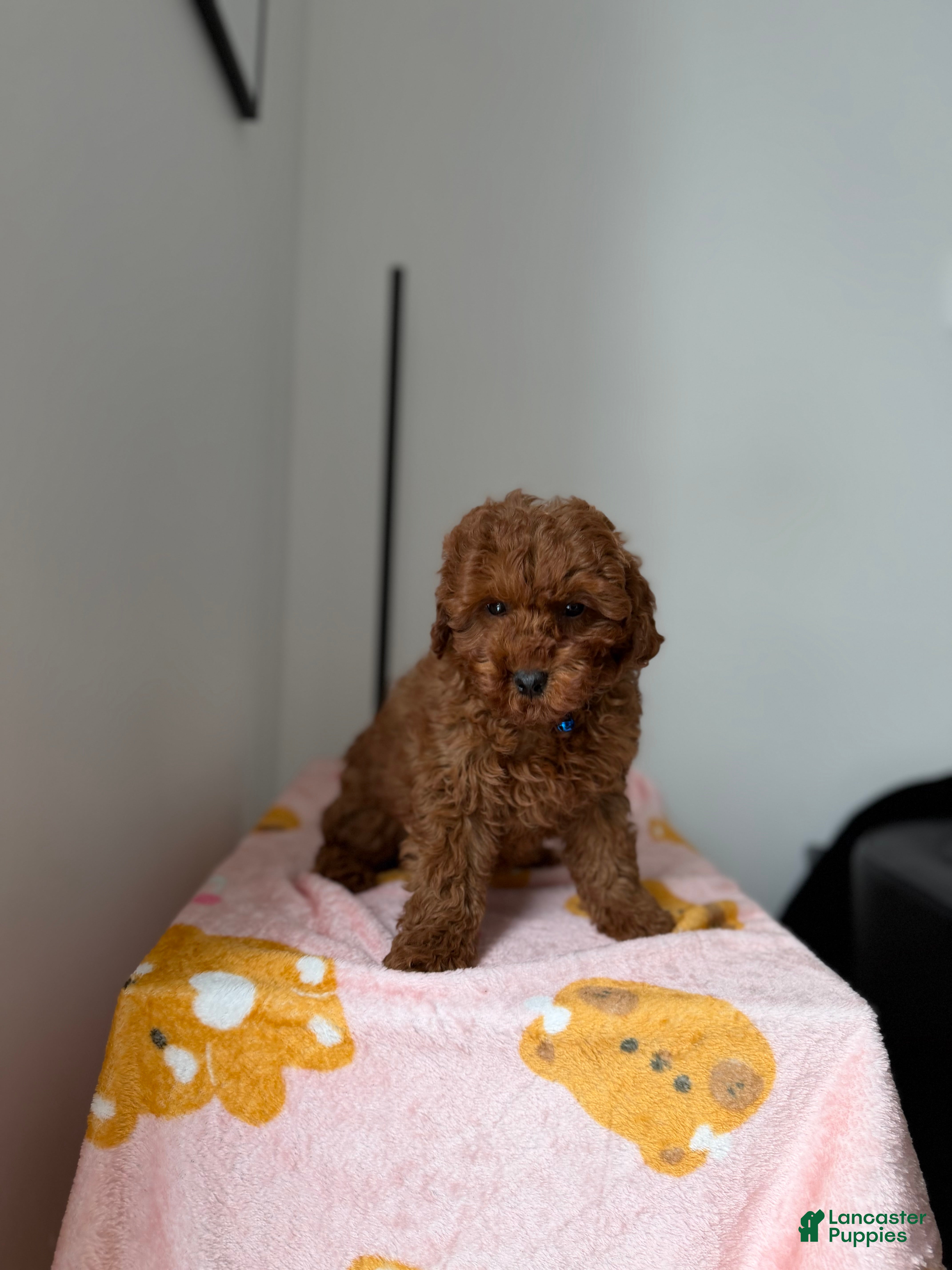 Toy Poodle dogs Max - Ad 30