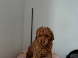 Toy Poodle dogs Max - Ad 30