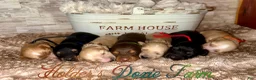 Miniature Dachshund dogs for sale: Grumpy - Ad 12