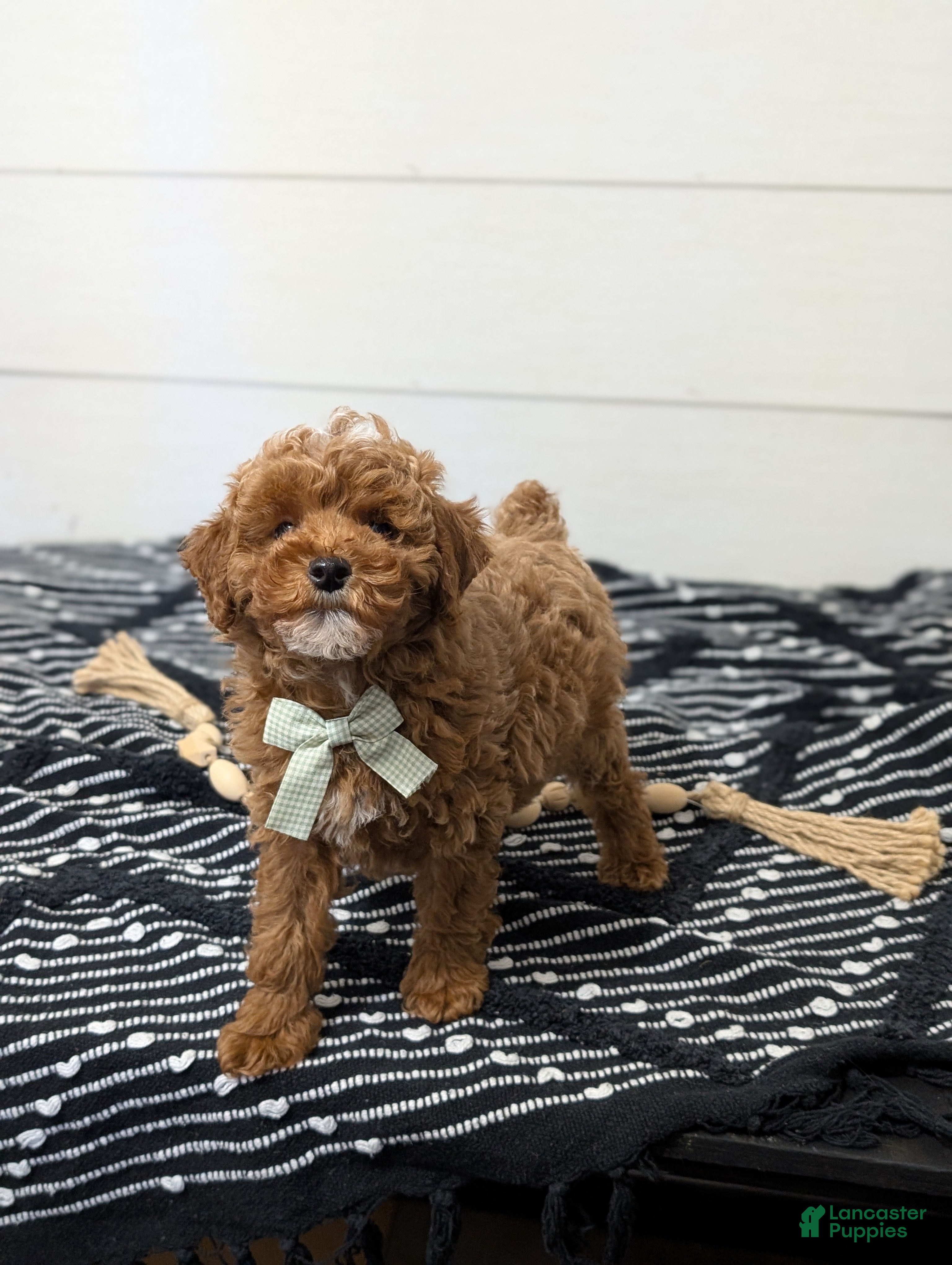 Toy Poodle dogs Snickerdoodle  - Ad 2