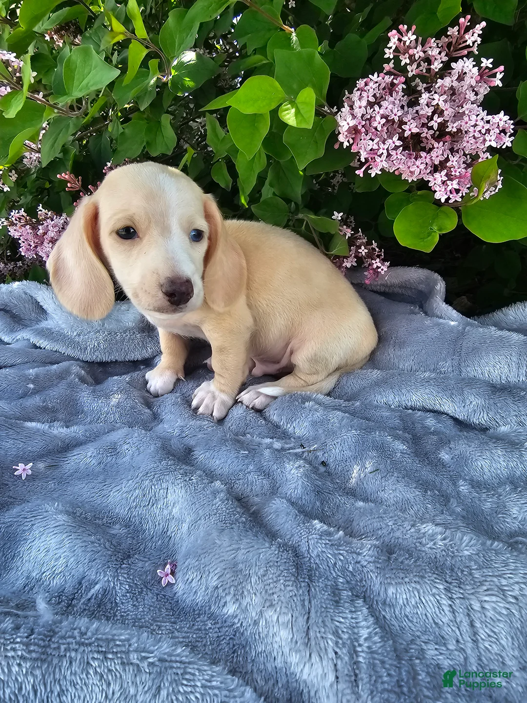 Dachshund dogs for sale: Dexter - Ad 2