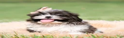 Shih Tzu dogs for sale: Giggles - Ad 5