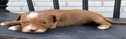 Mini Goldendoodle dogs for sale: Gouda - Ad 3