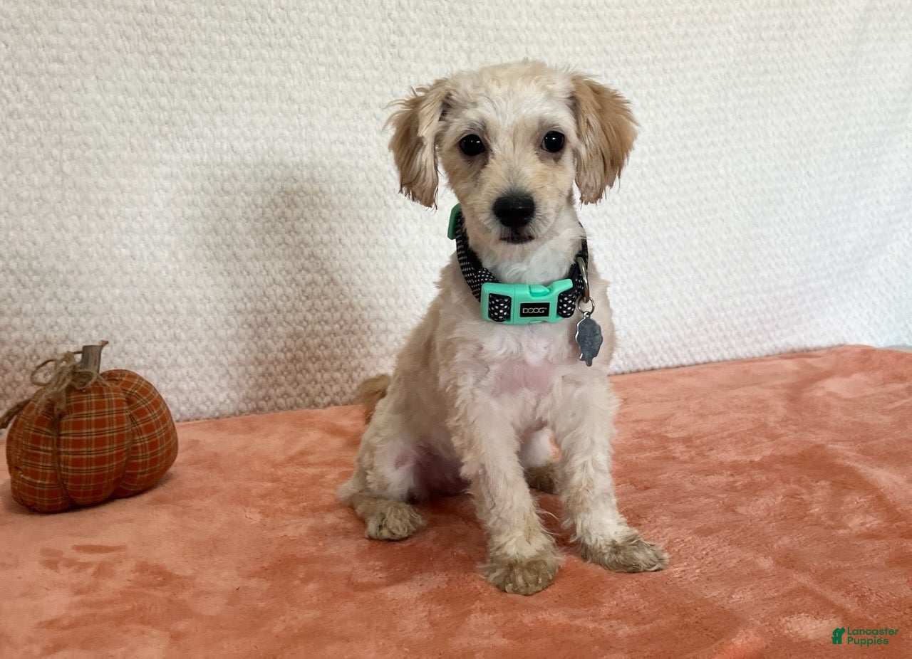 Havapoo dogs for sale: Lady - Ad 4