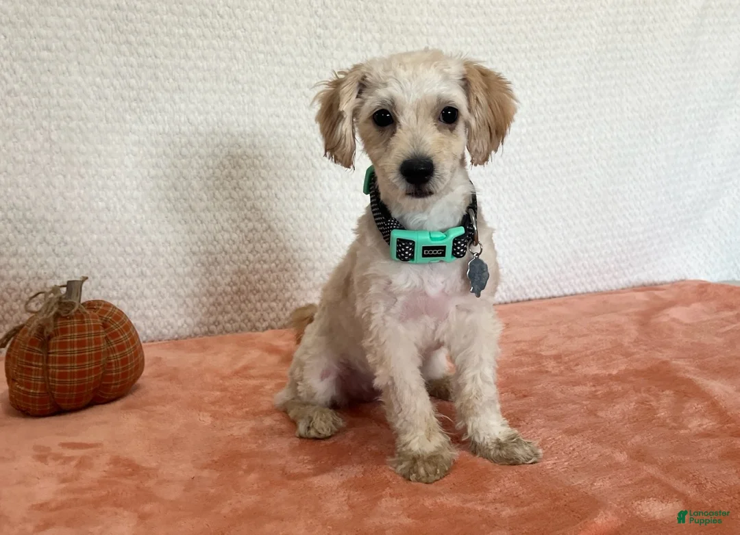 Havapoo dogs for sale: Lady - Ad 1