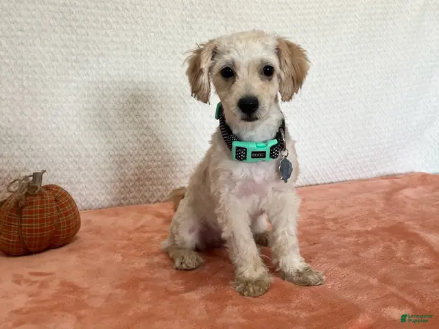 Havapoo dogs for sale: Lady - Ad 1