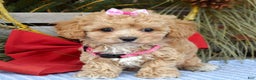 Maltipoo dogs for sale: Riley - Ad 8