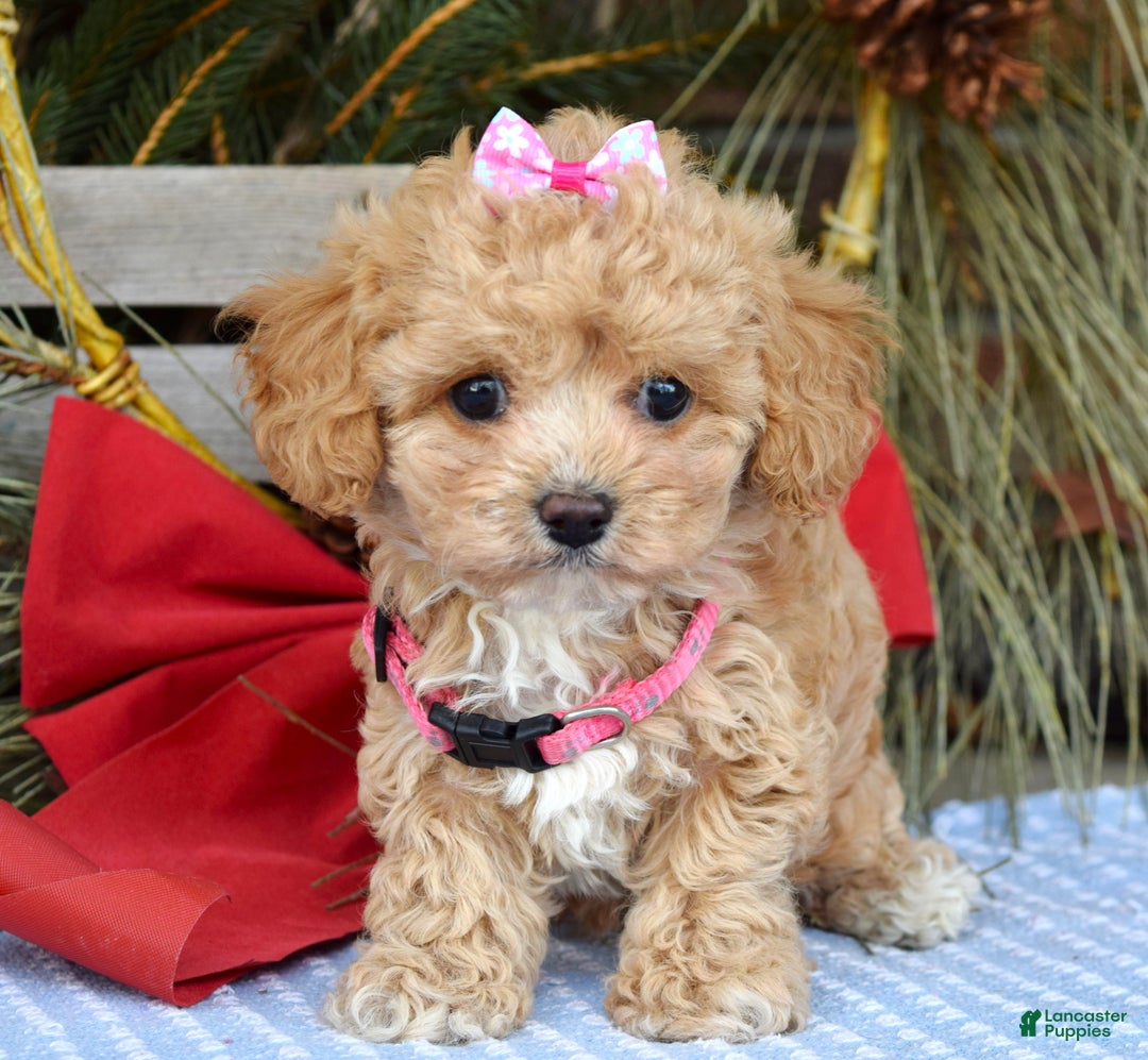 Maltipoo dogs for sale: Riley - Ad 8