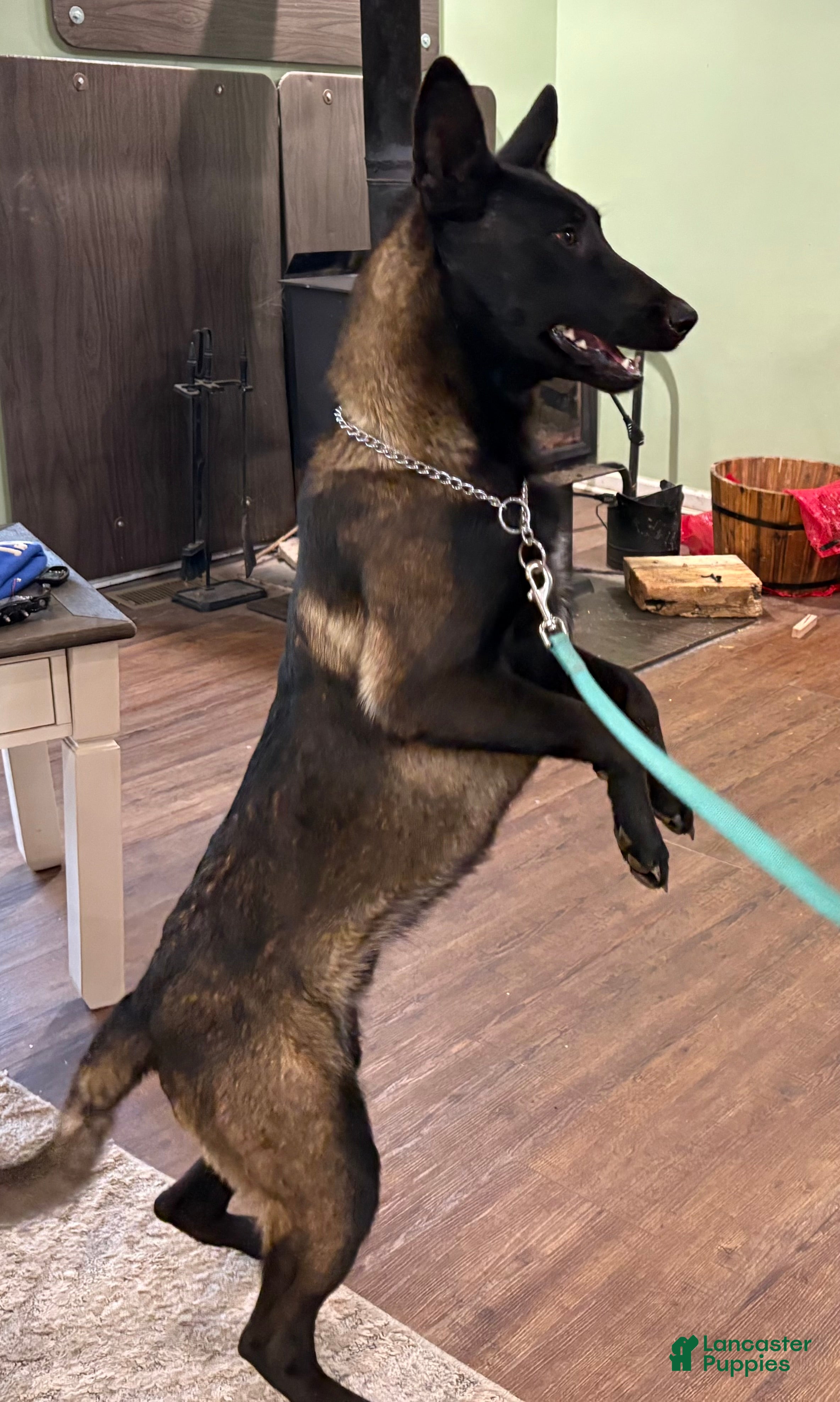 Belgian Malinois dogs Belgian Malinois Puppy 2 - Ad 2
