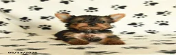 Yorkshire Terrier dogs for sale: Lulu - Ad 4