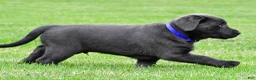 Labrador Retriever dogs for sale: Reno - Ad 5
