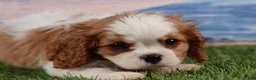 Cavalier King Charles Spaniel dogs for sale: Simon - Ad 8
