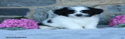 Malshi dogs for sale: Tootsie - Ad 2