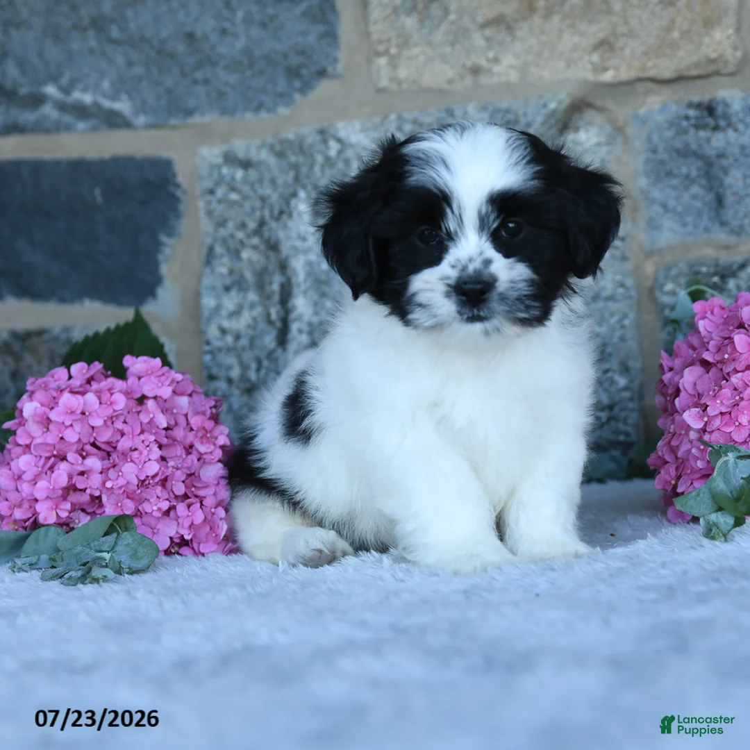 Malshi dogs for sale: Tootsie - Ad 2