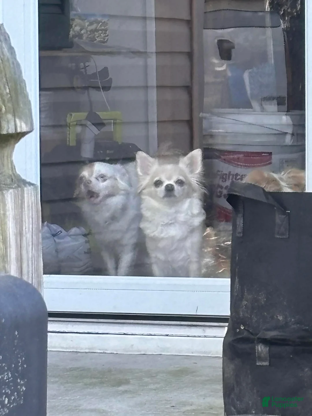 Chihuahua dogs for sale: Chihuahua Puppy 1 - Ad 2