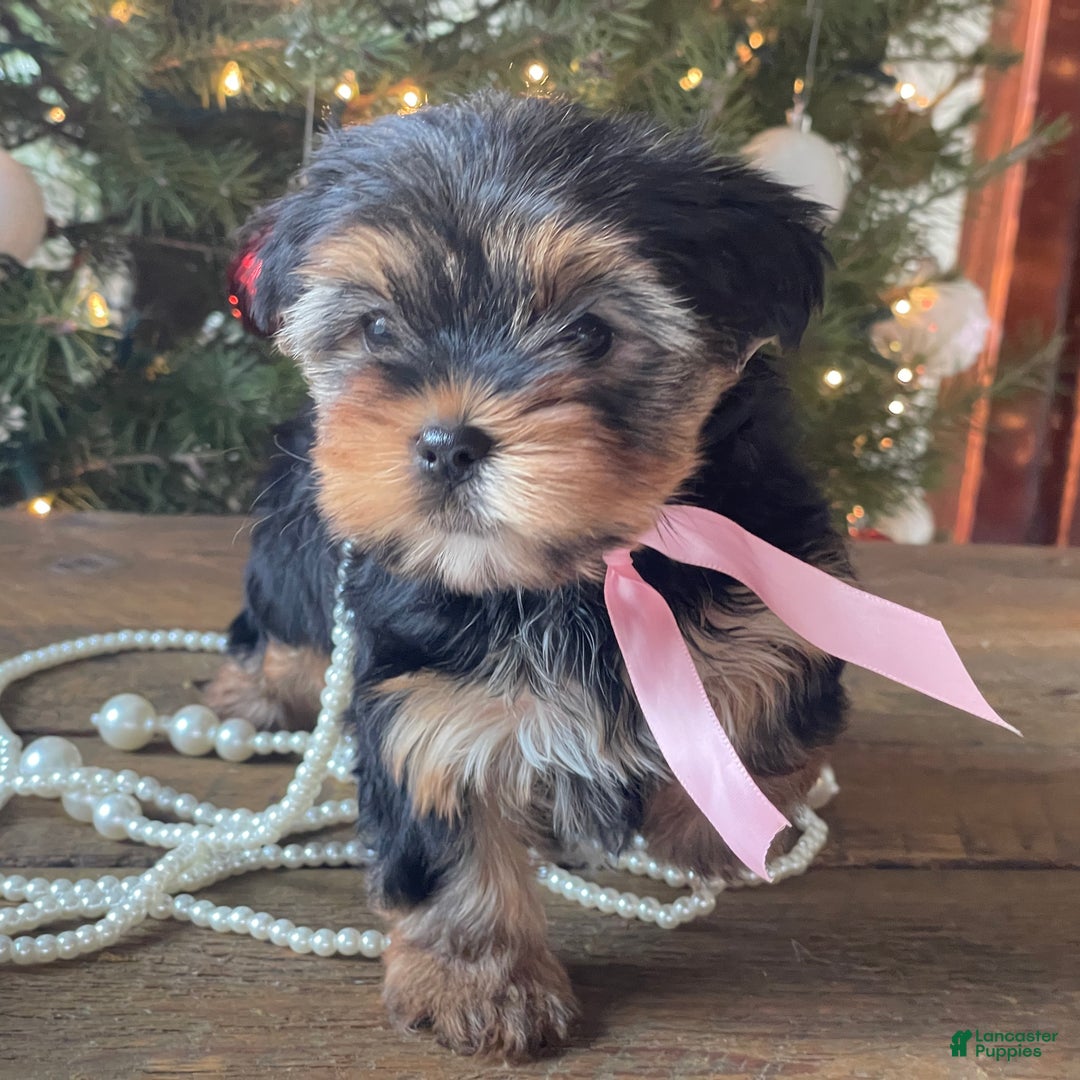 Mixed Breed dogs for sale: Lucy - Ad 7