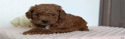 Cavapoo dogs for sale: Rocky - Ad 7