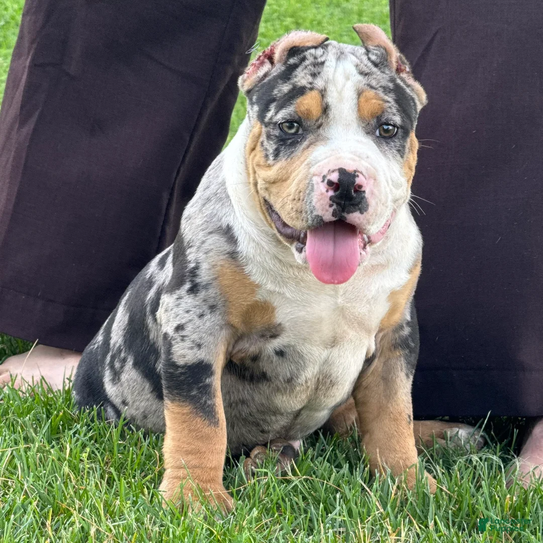 American Bully dogs for sale: Griffon - Ad 1