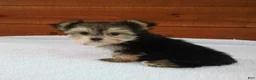 Morkie dogs for sale: Ace - Ad 3