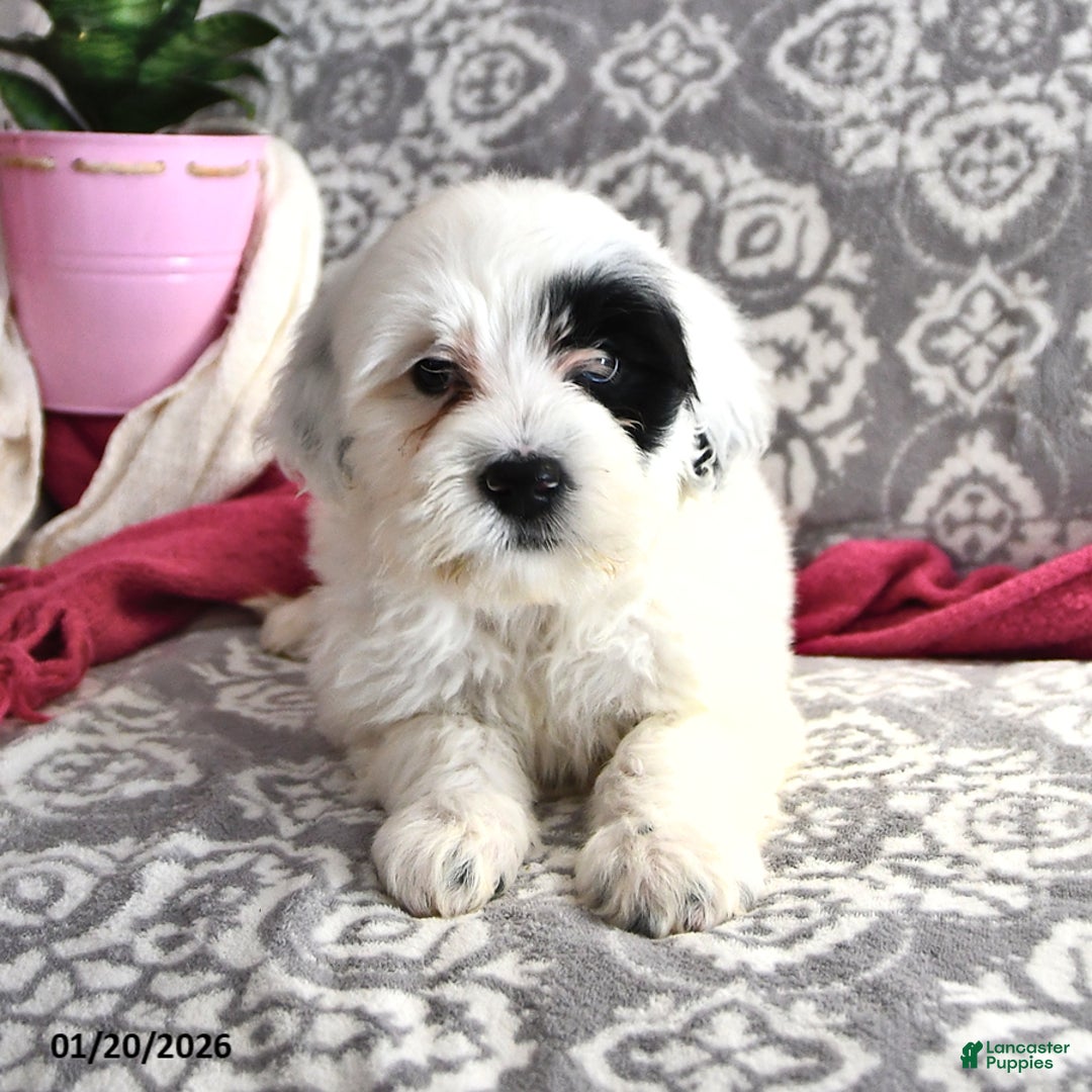 Portuguese Water Dog dogs for sale: Daisy - Ad 1