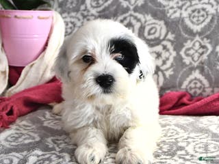 Portuguese Water Dog dogs Daisy - Ad 10