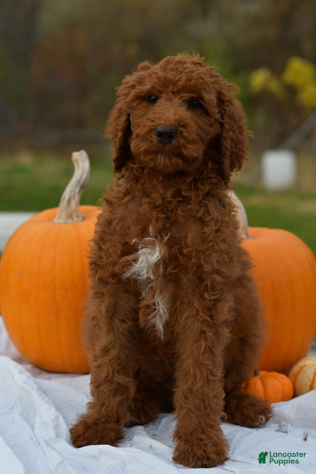 Standard Poodle dogs for sale: Clifford  - Ad 3