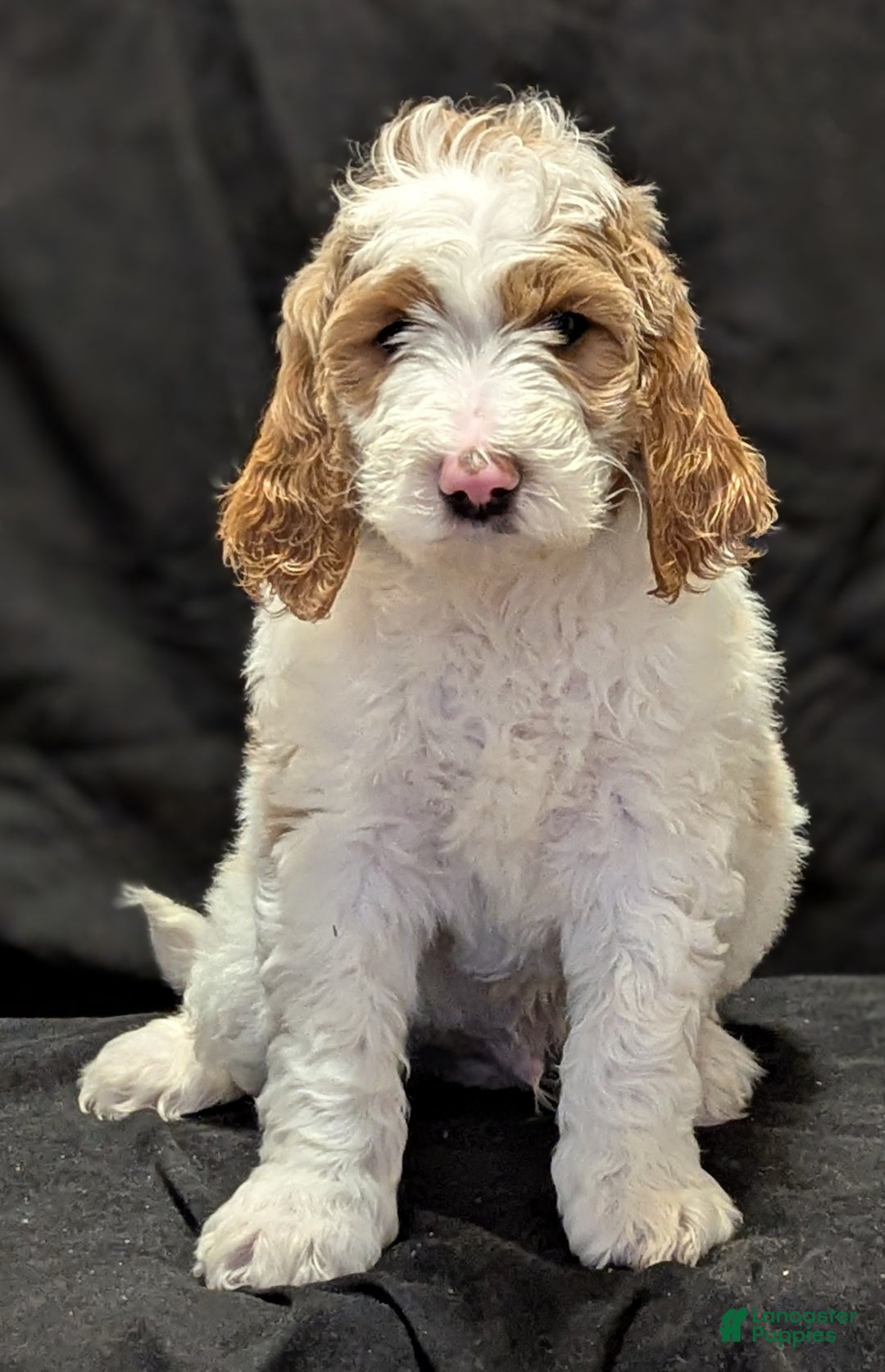Goldendoodle dogs for sale: Charlie  - Ad 6